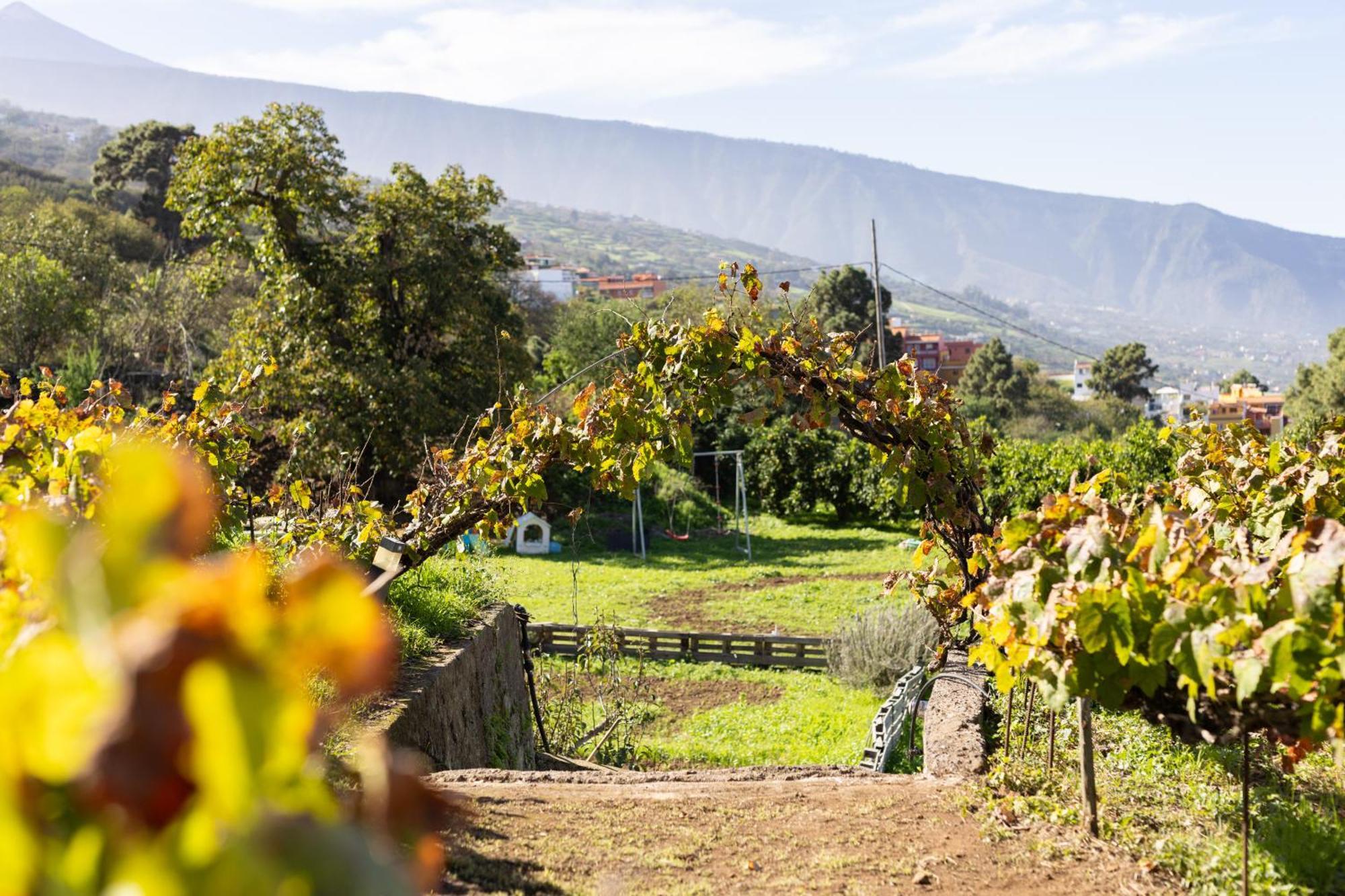 Ek Las Vistas Finca El Milagro La Orotava Eksteriør billede