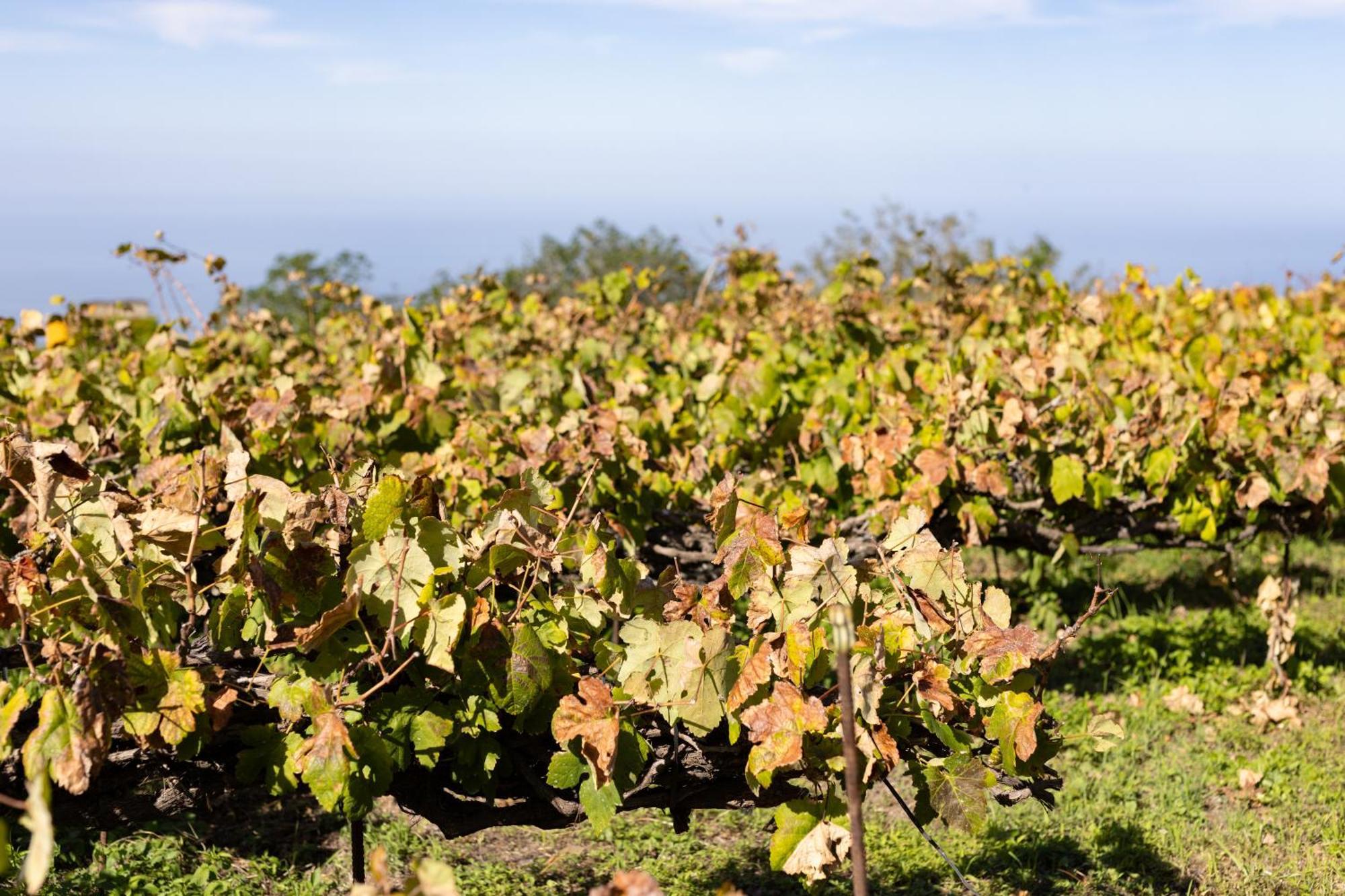 Ek Las Vistas Finca El Milagro La Orotava Eksteriør billede