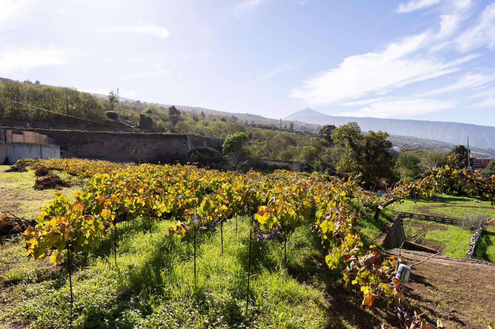 Ek Las Vistas Finca El Milagro La Orotava Eksteriør billede