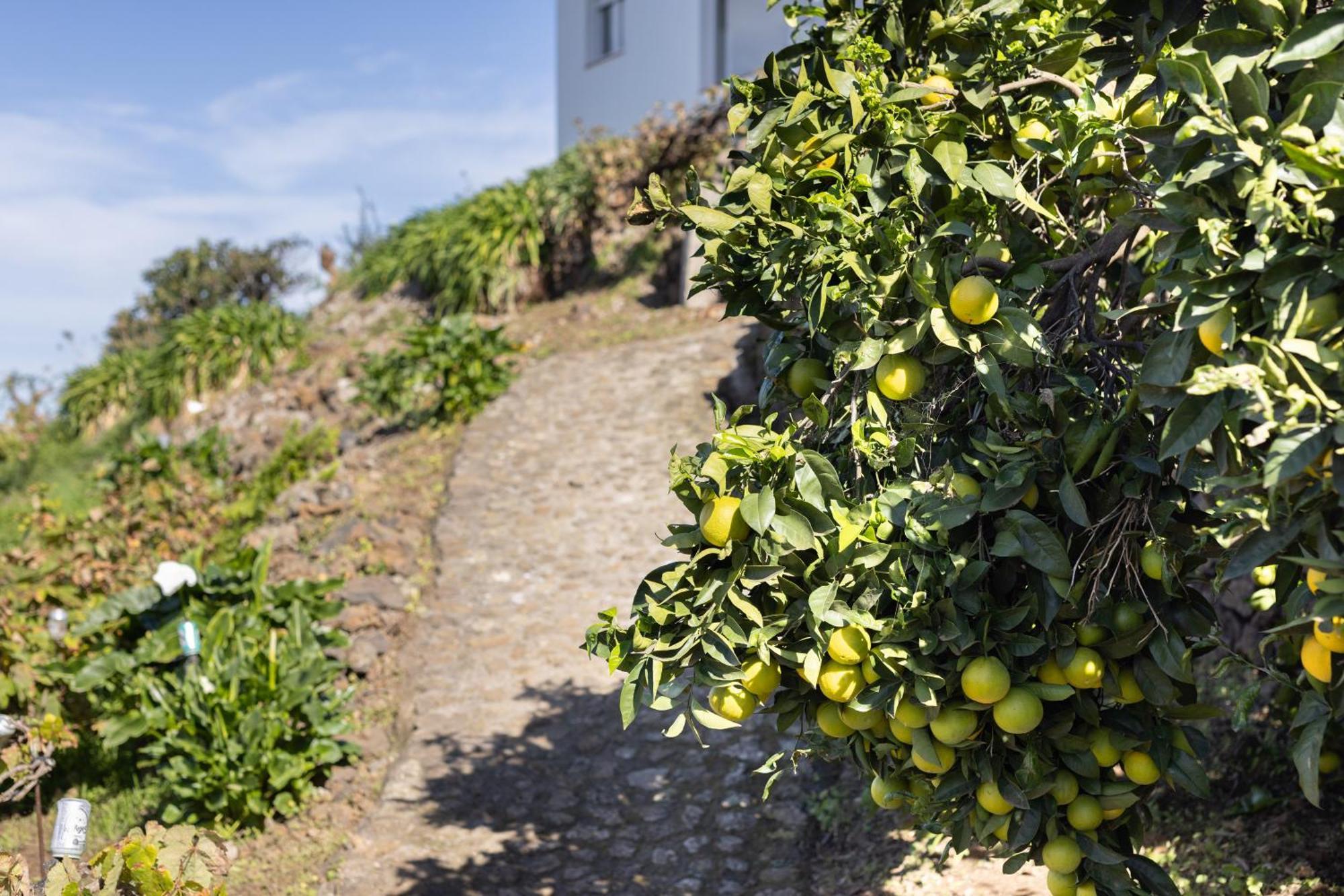 Ek Las Vistas Finca El Milagro La Orotava Eksteriør billede